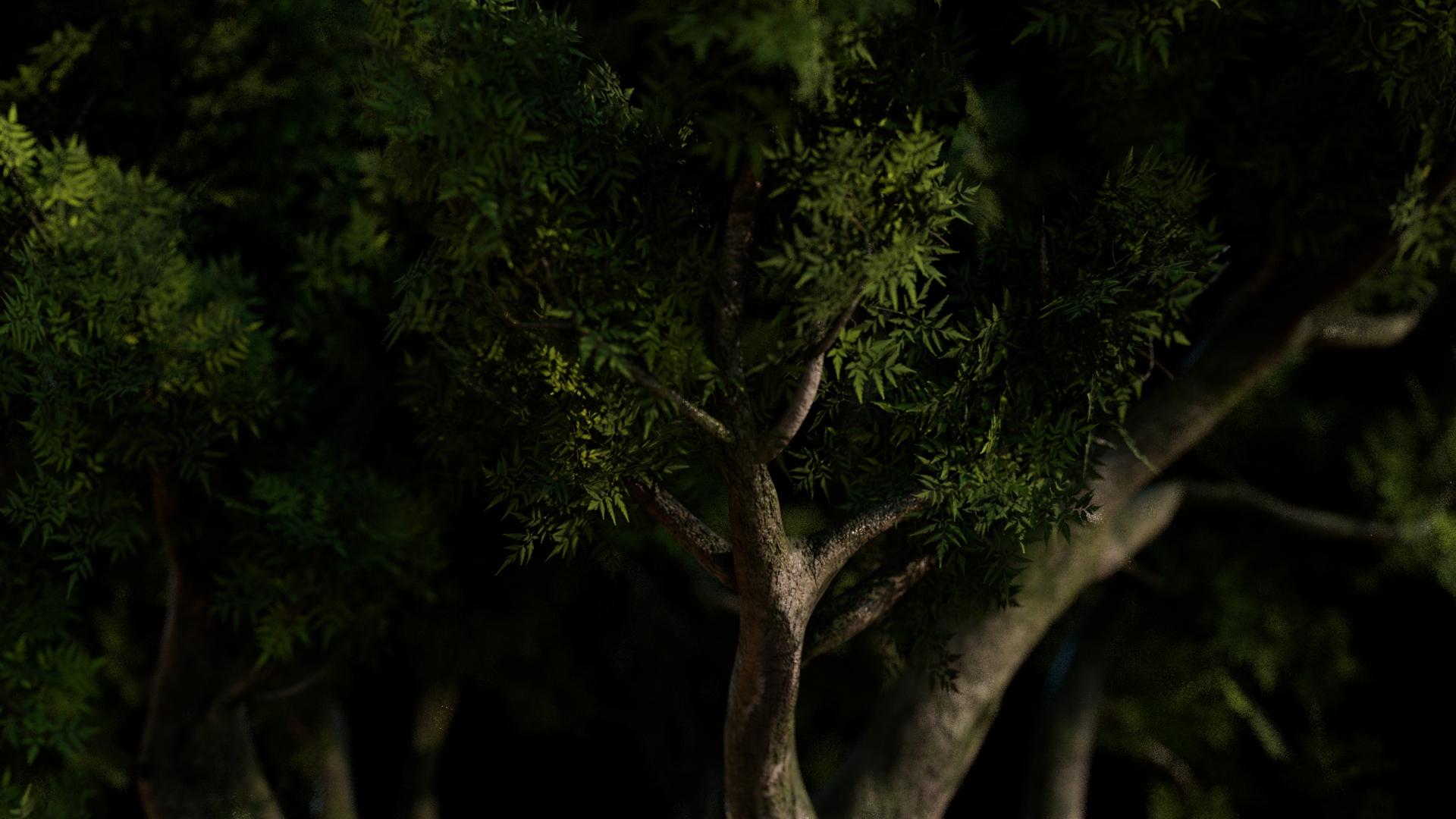 Old Tree Closeup Image